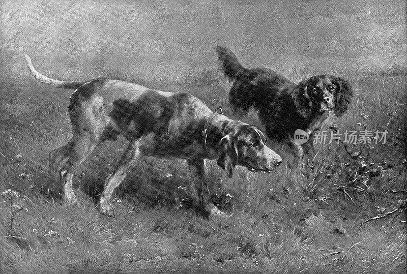 19世纪，卡尔・赖克特绘画《气味/两只徘徊的猎犬》